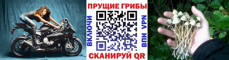 где можно купить наркотик  мега ССЫЛКА  Галлюциногенные грибы Psilocybine cubensis  Каспийск 